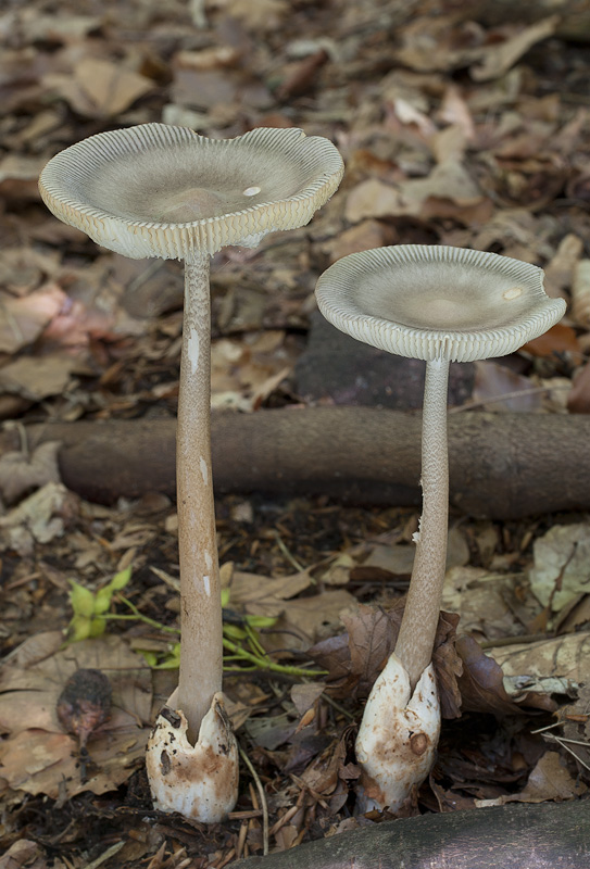 Amanita umbrinolutea